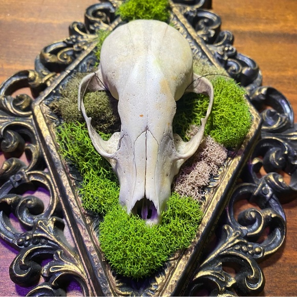 Raccoon Skull Moss Victorian Style Frame Decoration - Picture 6 of 13
